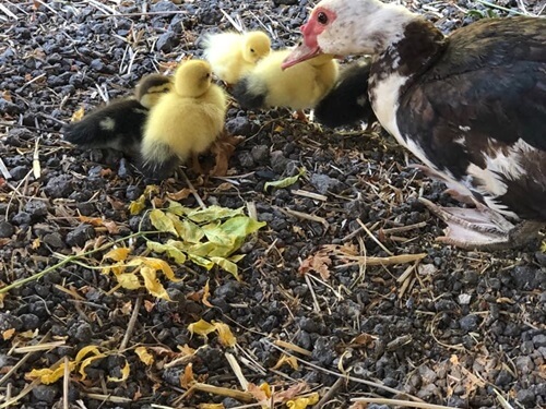 החווה הצ'רקסית